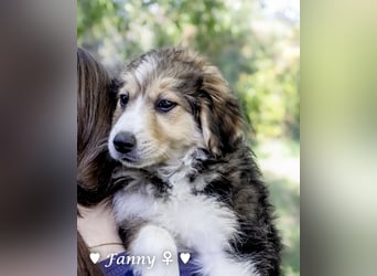 Fanny, Frida und Fine   suchen ab Ende Dezember ein Zuhause