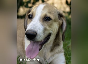 Liana und Lido suchen ein Zuhause