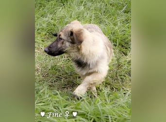 Neue Bilder: Frida und Fine   suchen ab Januar ein Zuhause