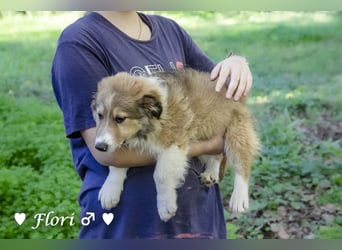 Felicita, Felix, Flori, Fanny, Frida und Fine suchen ab Ende Dezember ein Zuhause