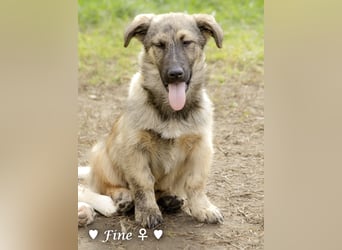 Neue Bilder: Frida und Fine   suchen ab Januar ein Zuhause