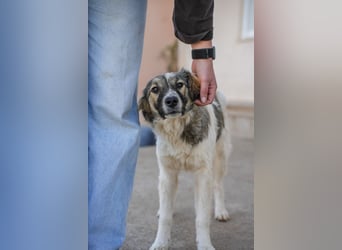 Familienhündinnen Frida und Fine   suchen ein Zuhause