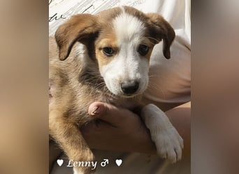 Lisa, Lina, Lia, Liam, Lenny und Luis suchen ein Zuhause