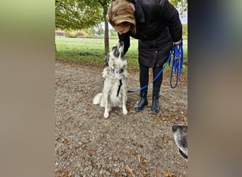 Zoe, zuckersüß, sehr sozial, katzenverträglich