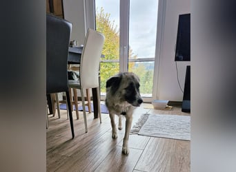 Zoe, zuckersüß, sehr sozial, katzenverträglich