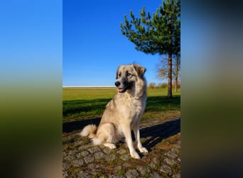 Zoe, zuckersüß, sehr sozial, katzenverträglich