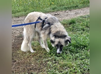 Zoe, zuckersüß, sehr sozial, katzenverträglich