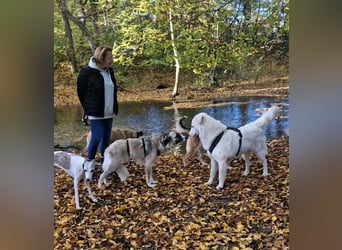 Zoe, zuckersüß, sehr sozial, katzenverträglich