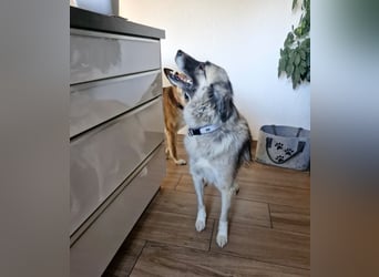 Zoe, zuckersüß, sehr sozial, katzenverträglich