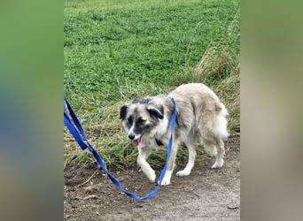 Zoe, zuckersüß, sehr sozial, katzenverträglich