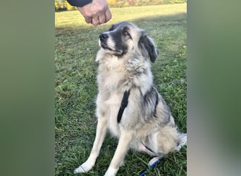 Zoe, zuckersüß, sehr sozial, katzenverträglich