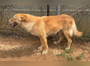 freundliches und sanftes Collie-Mix-Mädchen