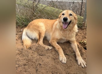 freundliches und sanftes Collie-Mix-Mädchen