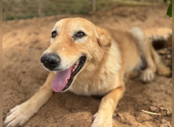 freundliches und sanftes Collie-Mix-Mädchen