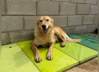 freundliches und sanftes Collie-Mix-Mädchen