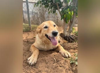 freundliches und sanftes Collie-Mix-Mädchen