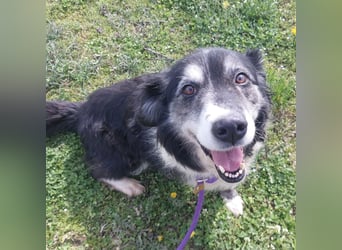 Die allerliebste Grace sucht ein Zuhause