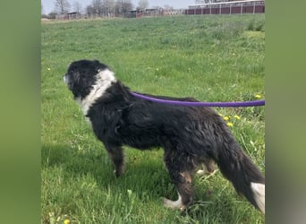 Die allerliebste Grace sucht ein Zuhause