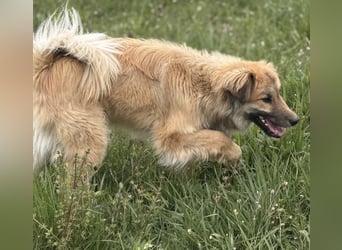 Loki ein sehr hübscher Rüde