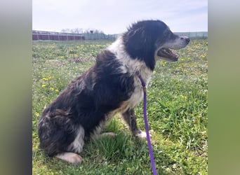 Die allerliebste Grace sucht ein Zuhause