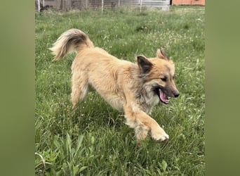 Loki ein sehr hübscher Rüde