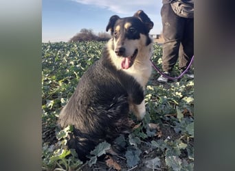 Belinda eine gutmütige sanfte Seele