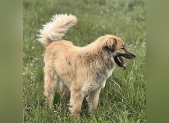 Loki ein sehr hübscher Rüde