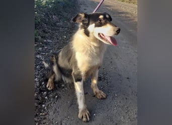 Belinda eine gutmütige sanfte Seele