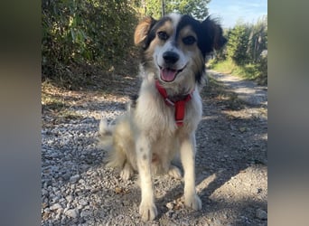 Tobby ein kleiner flauschiger Schatz