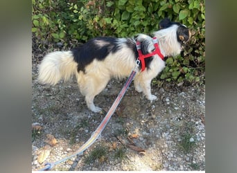 Tobby ein kleiner flauschiger Schatz