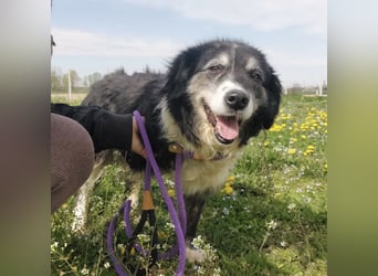 Die allerliebste Grace sucht ein Zuhause