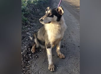 Belinda eine gutmütige sanfte Seele