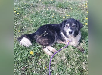 Die allerliebste Grace sucht ein Zuhause