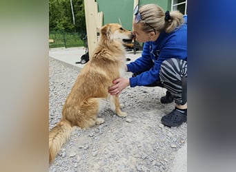 Jule eine absolute Traumhündin