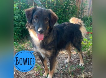 Bowie ein unglaublich toller Hund