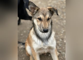 Pollux ein vitaler lustiger Engel