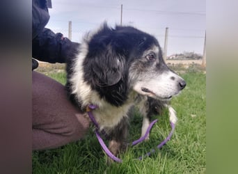 Die allerliebste Grace sucht ein Zuhause