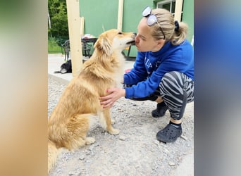 Jule eine absolute Traumhündin
