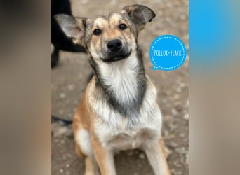 Pollux ein vitaler lustiger Engel