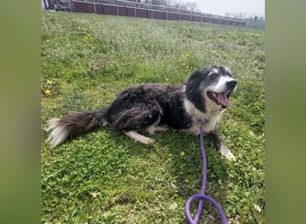 Die allerliebste Grace sucht ein Zuhause