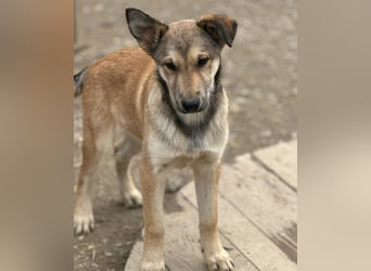 Pollux ein vitaler lustiger Engel