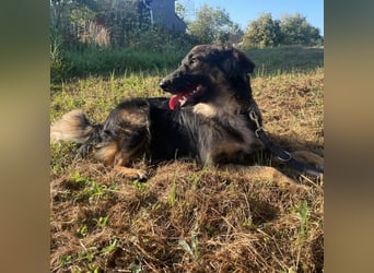 Bowie ein unglaublich toller Hund