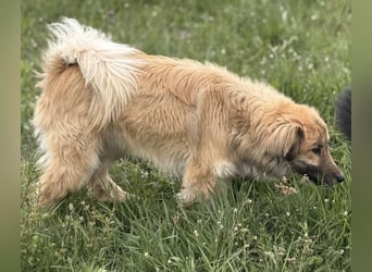 Loki ein sehr hübscher Rüde