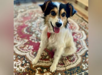 Tobby ein kleiner flauschiger Schatz