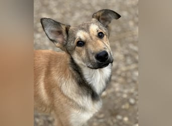 Pollux ein vitaler lustiger Engel