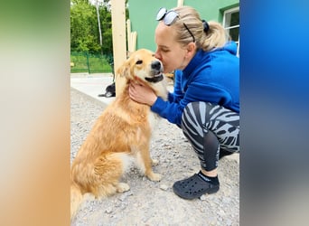 Jule eine absolute Traumhündin