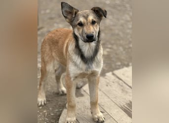 Pollux ein vitaler lustiger Engel