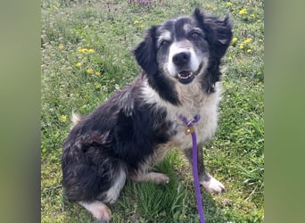 Die allerliebste Grace sucht ein Zuhause