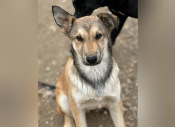 Pollux ein vitaler lustiger Engel