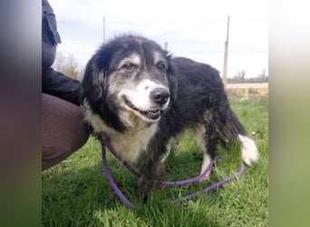 Die allerliebste Grace sucht ein Zuhause